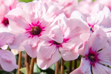 13cm Cyclamen Variety Thumbnail1.jpeg